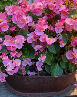 Blomma